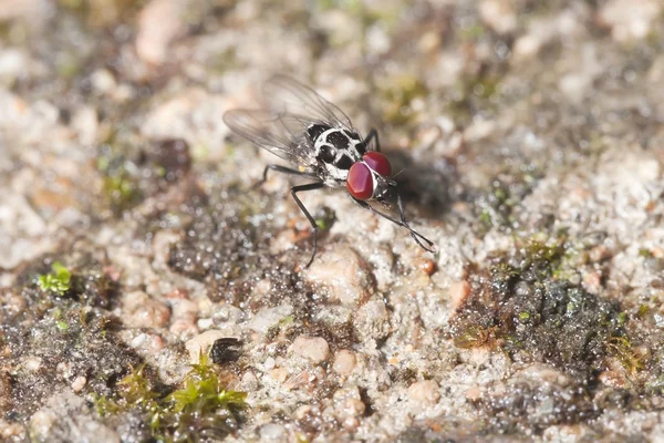 Common flesh fly (Sarcophaga carnaria) — Stock Photo, Image