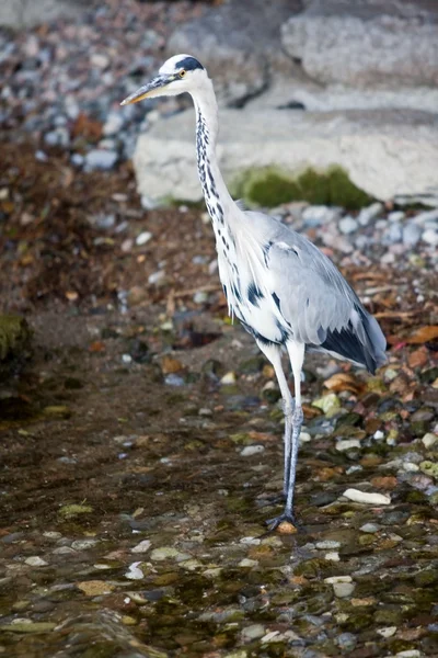 Grey heron (Ardea cinerea) — Stock Photo, Image
