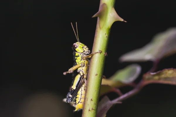 Groene cricket op een plant — Stockfoto