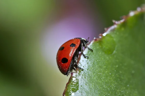 红瓢虫-瓢虫科 — 图库照片