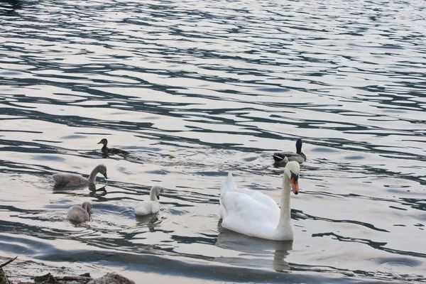 Ztlumit labuť (Cygnus olor) — Stock fotografie