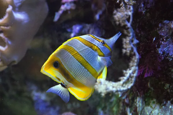 Butterflyfish - Chelmon rostratus — Stock Photo, Image