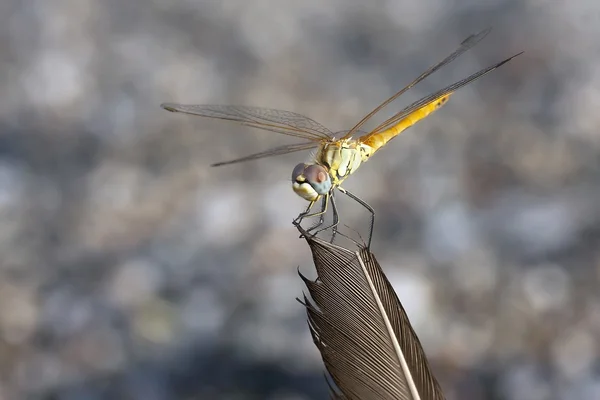 Una libélula descansando sobre una hoja — Foto de Stock
