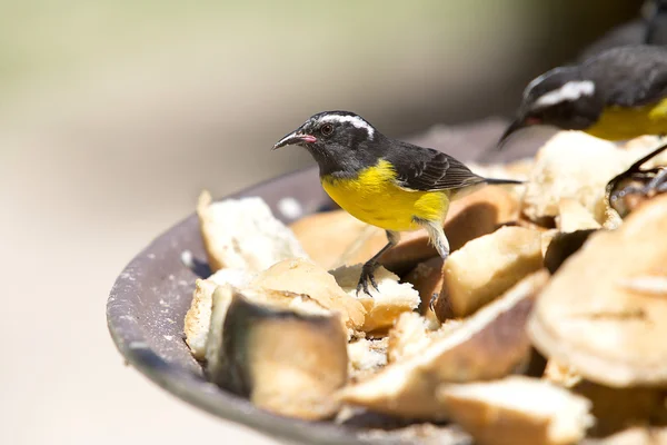 Bananaquit-Coereba flaveola-설탕 새 — 스톡 사진