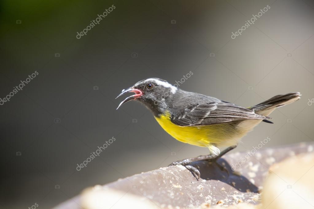 Bananaquit Space For Life