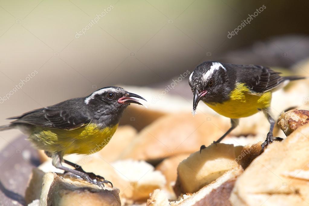 Sucrier à Ventre Jaune Coereba Flaveola Loiseau De