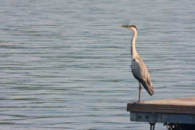 Gri Heron (Ardea cinerea) 