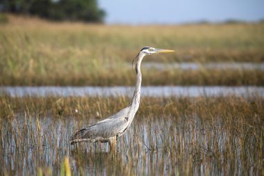 Gri Heron (Ardea cinerea) 