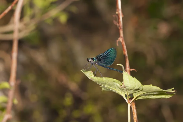 A dragonfly resting on a leaf — Stock Photo, Image