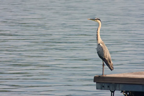 Graureiher (Ardea cinerea)) — Stockfoto