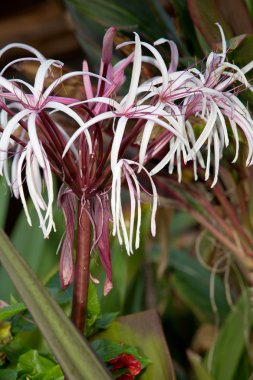 Yaz aylarında çiçek çeşitli