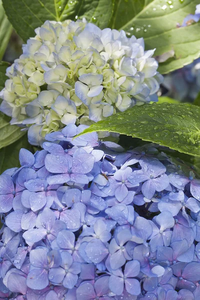 Vielfalt der Blumen im Sommer — Stockfoto