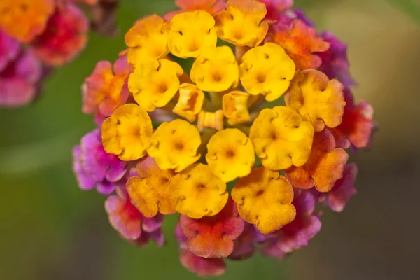 Yaz aylarında çiçek çeşitli — Stok fotoğraf