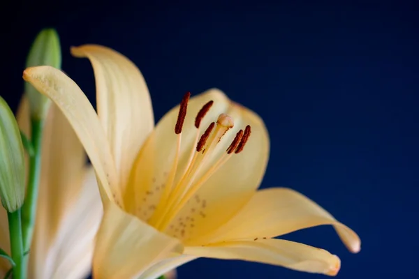 Variété de fleurs en été — Photo