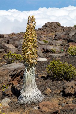 ABD - Hawaii - Maui - Haleakala Milli Parkı 