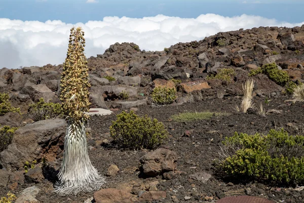 USA - Hawaii - Maui - Haleakala National Park — Stock Photo, Image