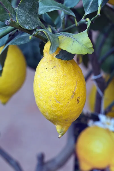 Limon - narenciye limon