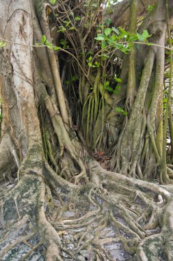 Maldivler - Kuzey Male Atoll 