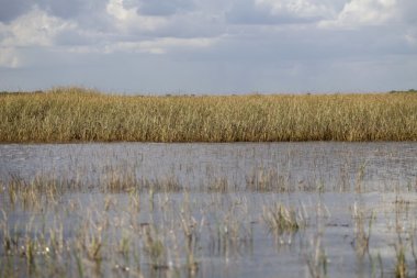 ABD - Florida - Everglades