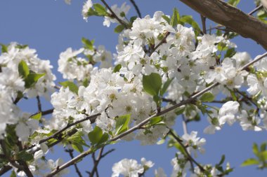 Yaz aylarında çiçek çeşitli