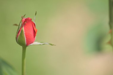 Yaz aylarında çiçek çeşitli