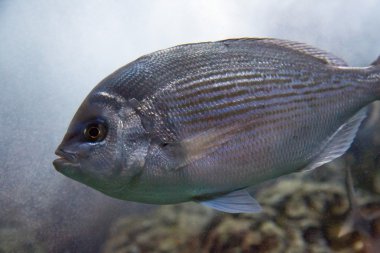 Deniz çipura-Diplodus sargus 