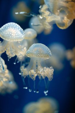 Beyaz benekli denizanası - Phyllorhiza punctata