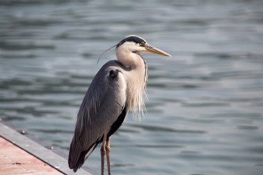 Gri Heron (Ardea cinerea) 