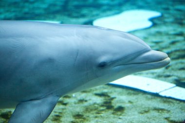 Yaygın şişe burunlu yunus (Tursiops truncatus))