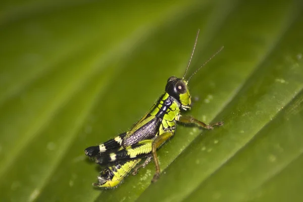 Groene cricket op een plant — Stockfoto