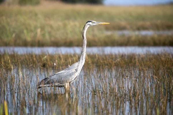 Garça cinzenta (Ardea cinerea) — Fotografia de Stock