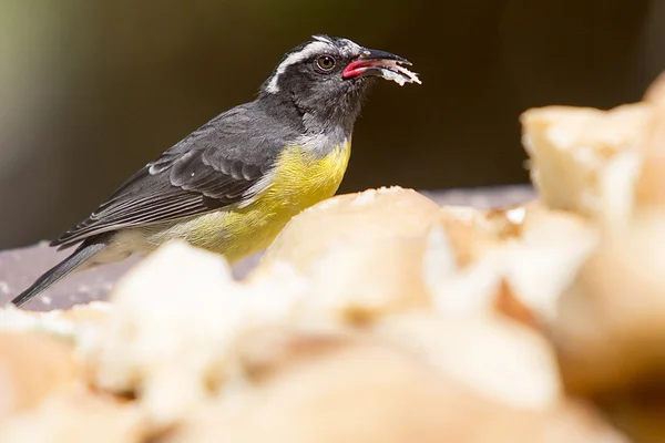 Bananaquit - coereba flaveola - der Zuckervogel — Stockfoto