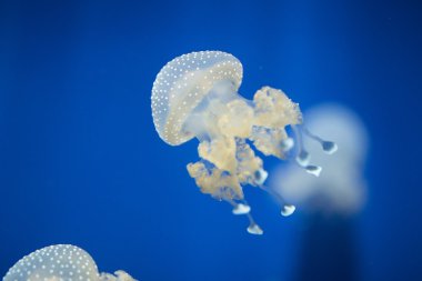 Beyaz benekli denizanası - Phyllorhiza punctata