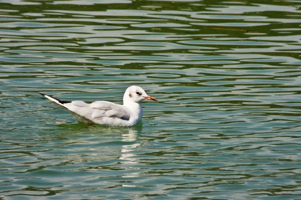 Gaviota o gaviota — Foto de Stock