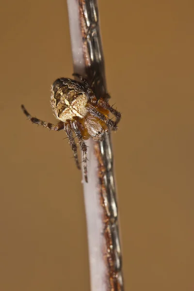 Spinne und ihr klebriges Netz — Stockfoto