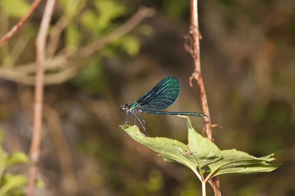 Une libellule reposant sur une feuille — Photo