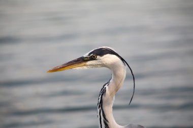 Gri Heron (Ardea cinerea) 