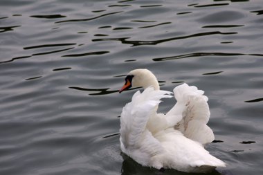 Dilsiz kuğu (Kuğu rengi))
