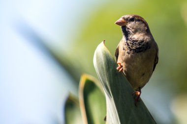 ev serçesi - gezgin evcimen 