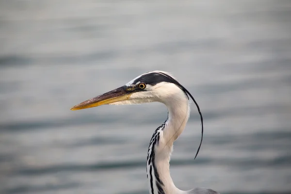 Garça cinzenta (Ardea cinerea) — Fotografia de Stock