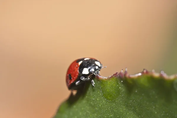 Червоне сонечко - Coccinellidae — стокове фото