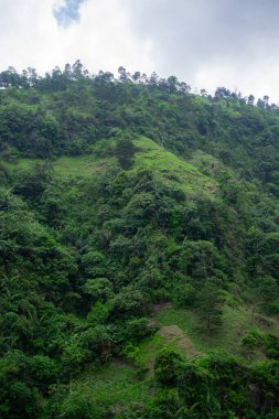 A green field surrounded by trees on a hot day with green hills in the background. A high-quality photo of a grassy area with a few trees in an untouched and pristine forest.