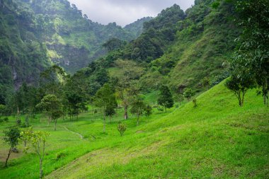 A green field surrounded by trees on a hot day with green hills in the background. A high-quality photo of a grassy area with a few trees in an untouched and pristine forest.