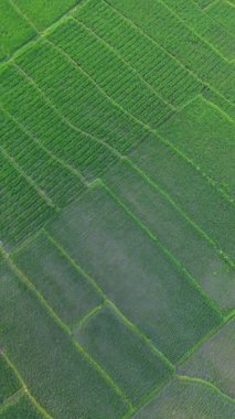 4K hava görüntüleri tropikal bir sabahta geniş yeşil pirinç tarlalarının panoramik görüntüsünü gösteriyor. Endonezya 'nın huzurlu ve güzel kırsal kesimindeki yemyeşil pirinç tarlasının insansız hava aracı görüntüleri..