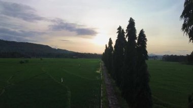 4K hava görüntüleri tropikal bir sabahta geniş yeşil pirinç tarlalarının panoramik görüntüsünü gösteriyor. Endonezya 'nın huzurlu ve güzel kırsal kesimindeki yemyeşil pirinç tarlasının insansız hava aracı görüntüleri..