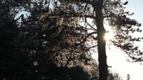 Silhouette of a pine tree while the sun is shining — Stock Video
