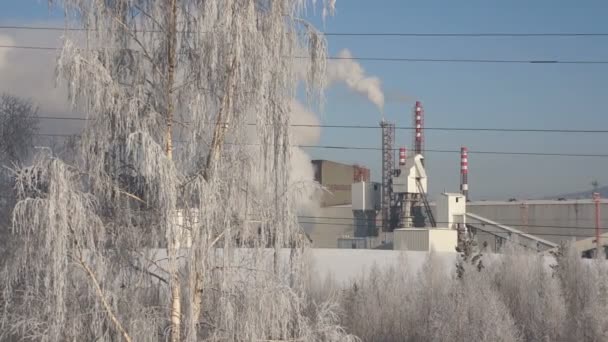 白い煙を煙突の近く雪に覆われた木 — ストック動画