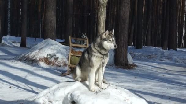 Huski perro sentado en la nieve y mirando alrededor — Vídeo de stock