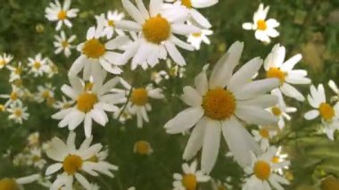 Rüzgar papatya çiçekler hışırdar