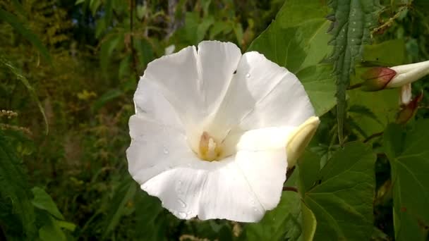 Weiße Blume aus nächster Nähe — Stockvideo